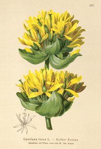 Genziana maggiore (Gentiana lutea) da German School